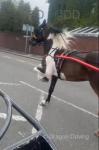14.3hh Gelding 