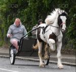 Magnum, Ride and Drive Gelding 