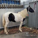 Magnum, Ride and Drive Gelding 