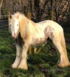 Film Star, 12hh Stallion