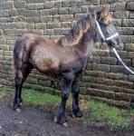 Dalehead Cruzcompo, Fell Colt Foal