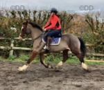 Savannah, 15hh Riding Mare