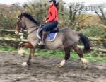 Savannah, 15hh Riding Mare
