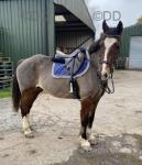 Savannah, 15hh Riding Mare