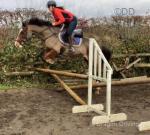 Savannah, 15hh Riding Mare
