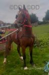 14.2hh Welsh Section D Ride and Drive Stallion