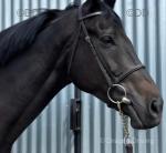 17hh Gelding 