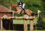 16hh Gelding 