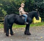 Dolly, 14hh Riding Mare