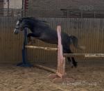 Dollar, 12.2hh Gelding 