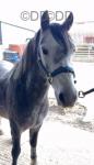 Dollar, 12.2hh Gelding 