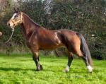 Hillgarth riding Nova, 15hh Welsh Section D Mare