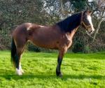 Hillgarth riding Nova, 15hh Welsh Section D Mare