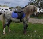 Rynys Caradog Llwyd, 12hh Welsh Section A Stallion