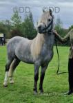 Rynys Caradog Llwyd, 12hh Welsh Section A Stallion