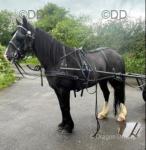 14hh Driving Mare