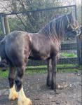 14hh Driving Mare