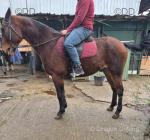 15.2hh Driving Gelding 