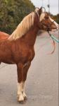 2 Year Old Gelding 
