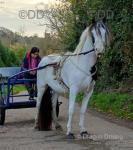 Otis, 12.3hh Ride and Drive Gelding 