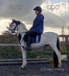 Otis, 12.3hh Ride and Drive Gelding 
