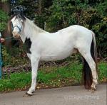 Otis, 12.3hh Ride and Drive Gelding 