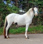 Otis, 12.3hh Ride and Drive Gelding 