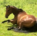 16hh Thoroughbred Mare