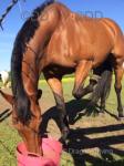 16hh Thoroughbred Mare