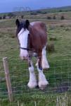17hh Clydesdales Mare