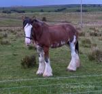 17hh Clydesdales Mare