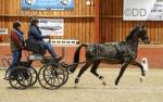15.1hh Driving Gelding
