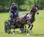 15.1hh Driving Gelding