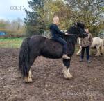 Bobby, 13.3hh Ride and Drive Gelding