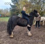 Bobby, 13.3hh Ride and Drive Gelding