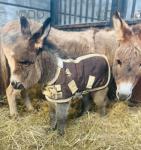 Donkey Colt Foal