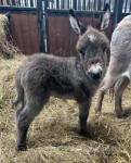 Donkey Colt Foal