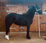 G & R Black Ice, Yearling Filly