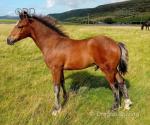 Welsh Section D Colt Foal