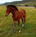Welsh Section D Colt Foal