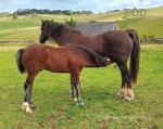 Welsh Section D Colt Foal