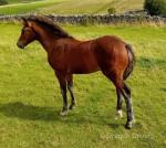 Welsh Section D Colt Foal