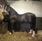 Reni, Welsh Section D Gelding 