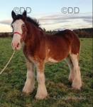 Lady, 16.3hh Riding Mare