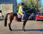 14.3hh Riding Mare