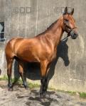 17hh Gelding