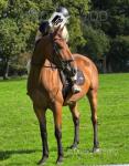 17hh Gelding