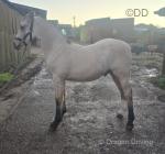 Welsh Section D Colt Foal