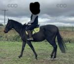 Bob, Thoroughbred Riding Gelding 