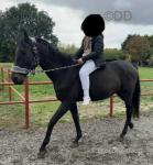 Bob, Thoroughbred Riding Gelding 